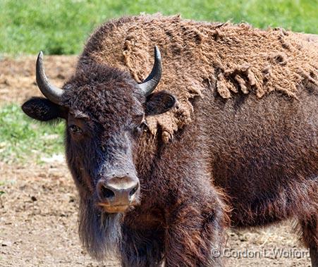 Shedding Bison_24993.jpg - Photographed near Perth, Ontario, Canada.